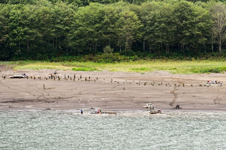 Two long rows of old dock pilings standing out of a wide gravel tide flat at low water, a few skiffs sitting aground beside them and gulls scattered across the mud, dense alder and spruce timber closing off the shore behind.