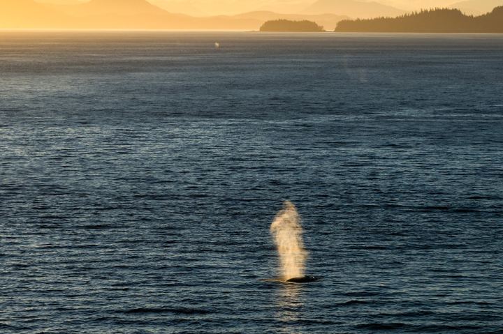 A whale blowing on open water in early light, the spout standing lit above the dark back of the animal at the surface, with timbered islands and the coast range laid out in hazy gold along the horizon behind.