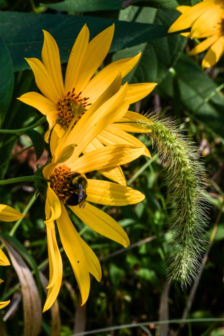A bumblebee working the orange center of a yellow woodland sunflower, with a second bloom above it and an arching green foxtail seedhead alongside.
