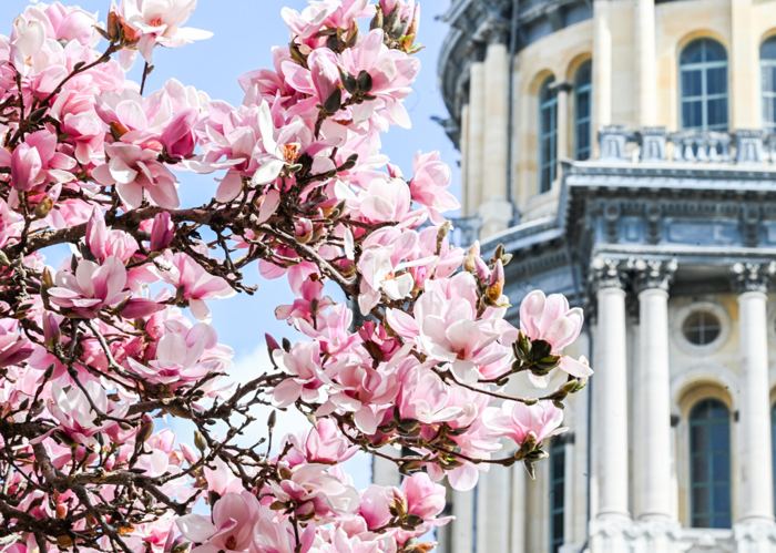 A saucer magnolia in full pink bloom filling the left of the frame, with the columns and grey dome of the Illinois State Capitol soft behind it against a clear blue sky.
