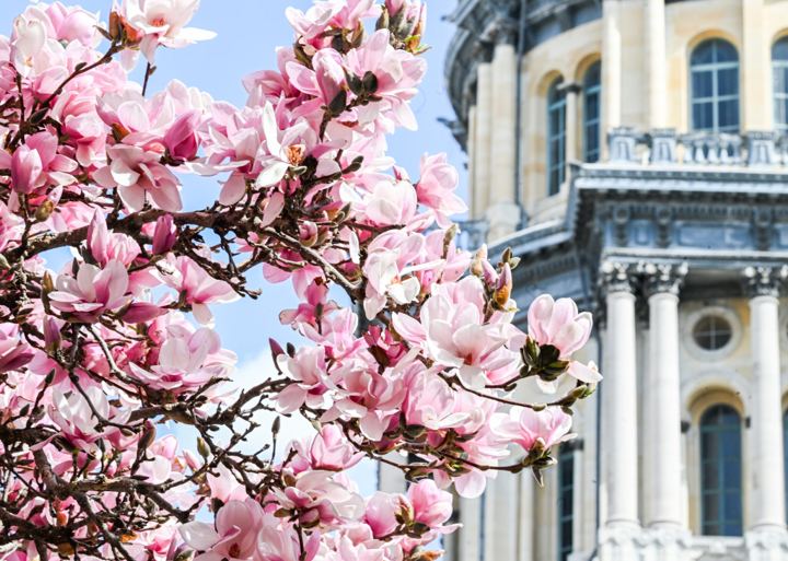 A saucer magnolia in full pink bloom filling the left of the frame, with the columns and grey dome of the Illinois State Capitol soft behind it against a clear blue sky.
