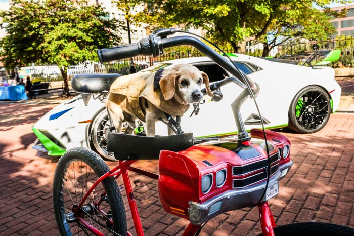 A beagle in a harness standing on the seat of a custom bicycle built to look like a red muscle car, with a white sports car parked on the bricks behind it.