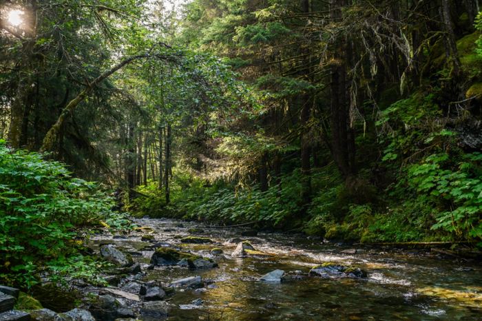 A shallow creek running over stones through deep green old growth forest, sunlight breaking through the branches at the far bank.