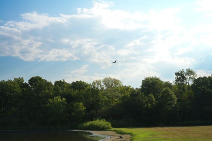 A hawk soaring high above a green treeline under a bank of tall white clouds, with the sand edge of a lake and a cut field in the bottom of the frame.