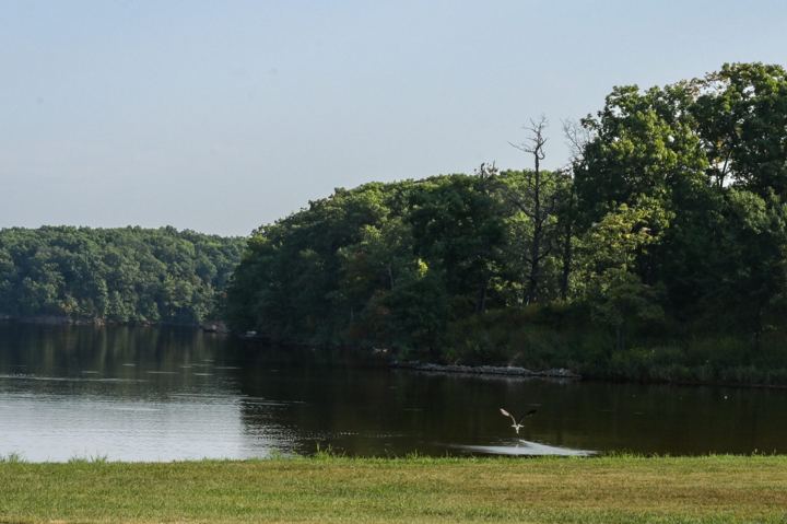 A great blue heron lifting off a still lake with its wings spread and its feet trailing rings across the water, a wooded point and a hazy morning sky behind.